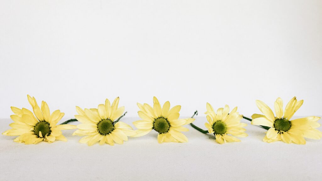 Cinco girasoles sobre un fondo blanco